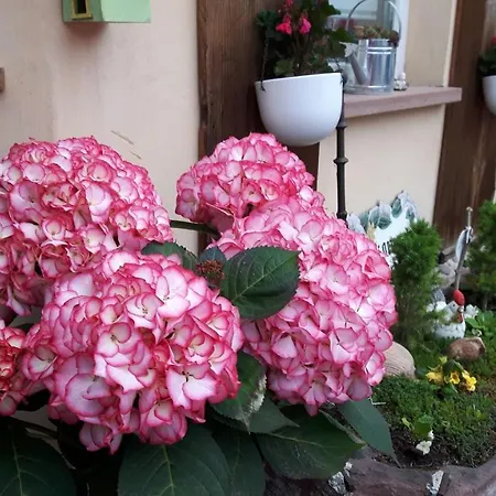 Jehle Sued Nord * רוסט